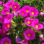 Calibrachoa PortuCal Trailing Pink